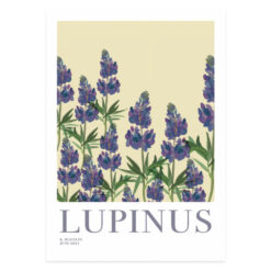 Poster med lila lupiner Lupinus från Kajsa Vaisual eller Kajsa Hagelin
